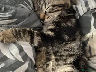 Bengal cats Bengal kittens, ready to go! ❤️🏡 - Advert 8