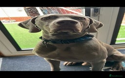 Weimaraner dogs for stud: Stunning, Healthy Stud - Image 12