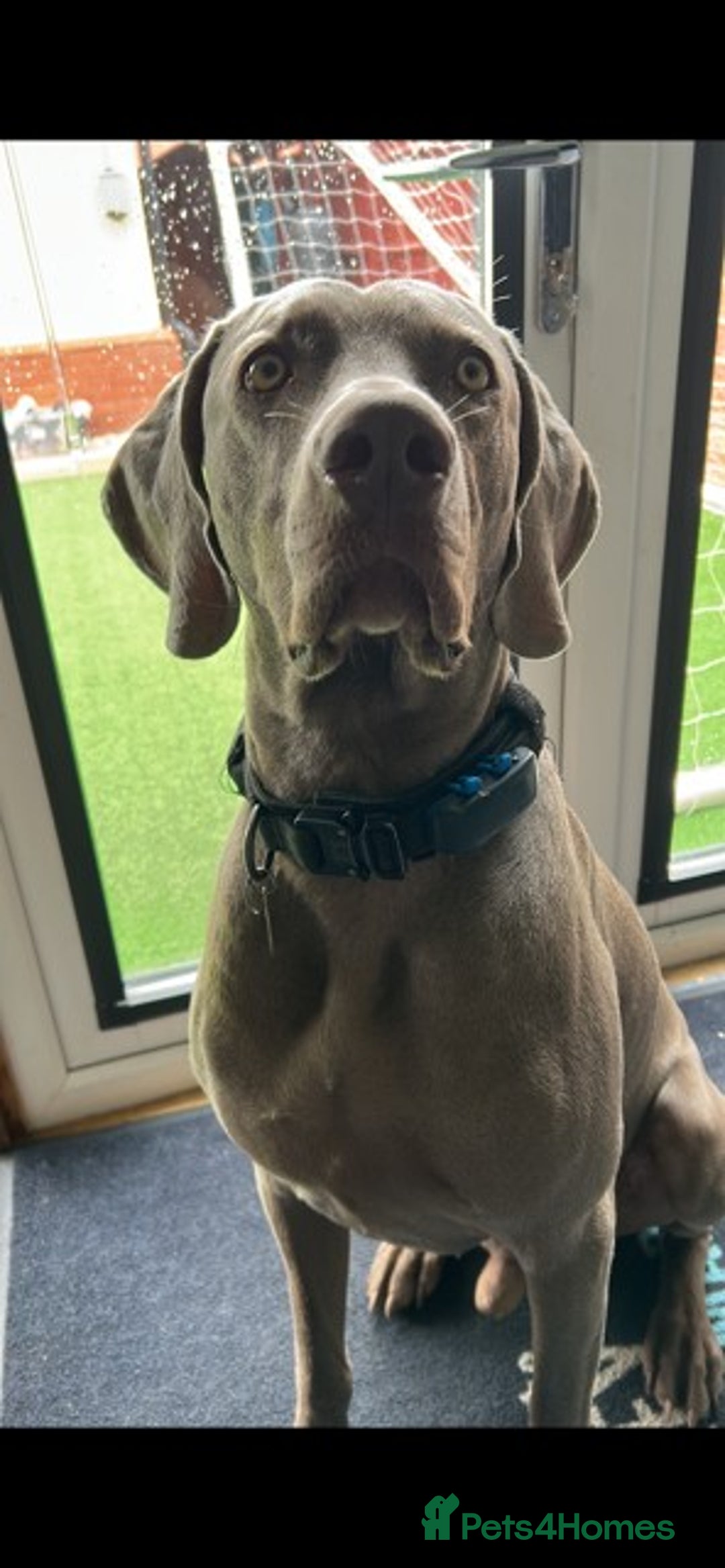 Weimaraner dogs for stud: Stunning, Healthy Stud - Image 12