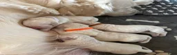 Golden Retriever dogs for sale: Stunning Cream Golden Retriever Puppies  - Advert 7