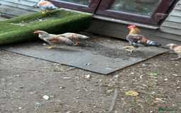 Chickens poultry for sale: Golden wellbar Bantams  - Image 5