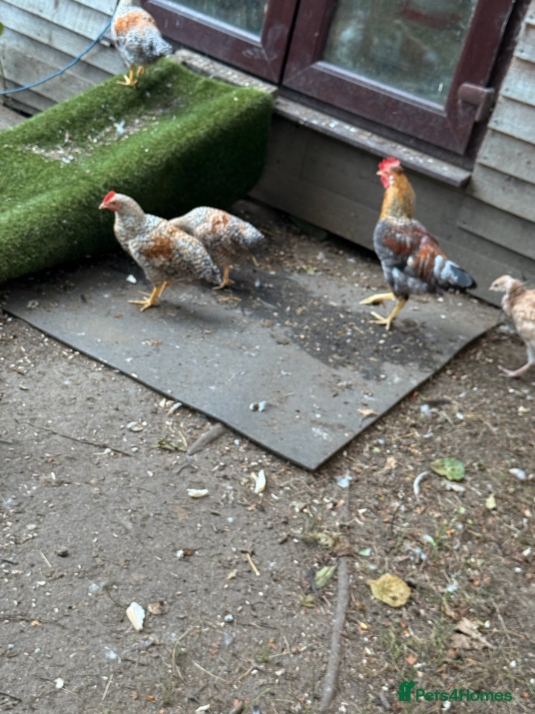 Chickens poultry for sale: Golden wellbar Bantams  - Image 5