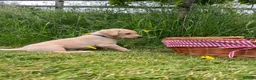 Labrador Retriever dogs for sale: Championship Winner FTCh Rustler Master puppies   - Advert 5