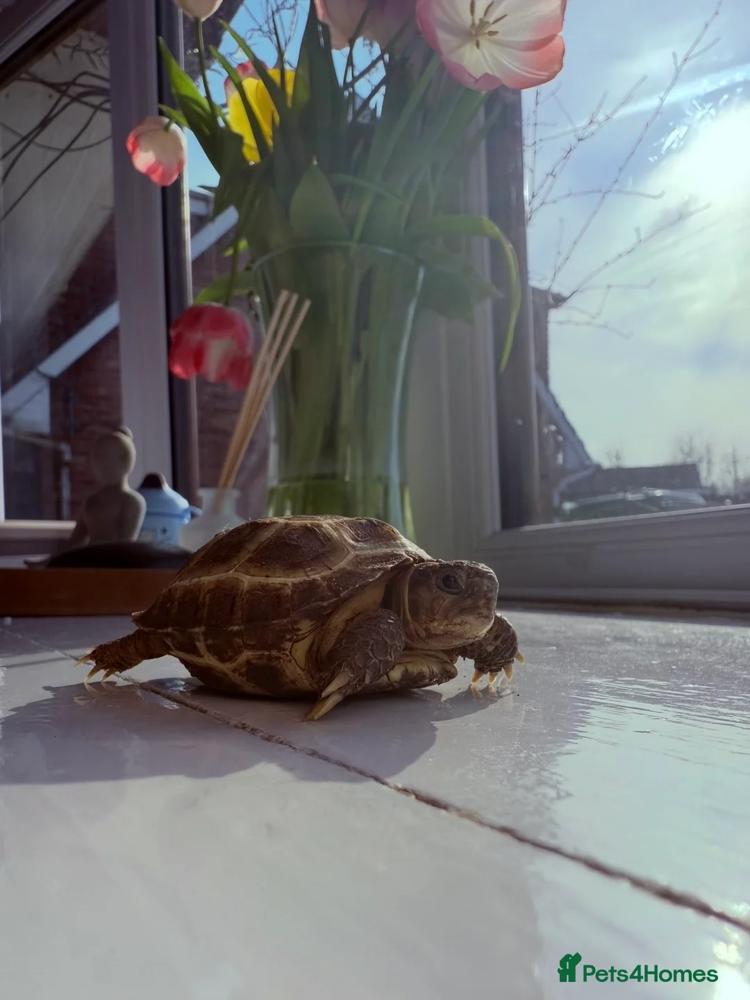 Tortoise reptiles for sale: Horsfield Tortoise and full set up   - Advert 2