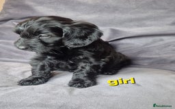Cockapoo dogs for sale: F1b Cockapoo - ready this weekend - Image 20