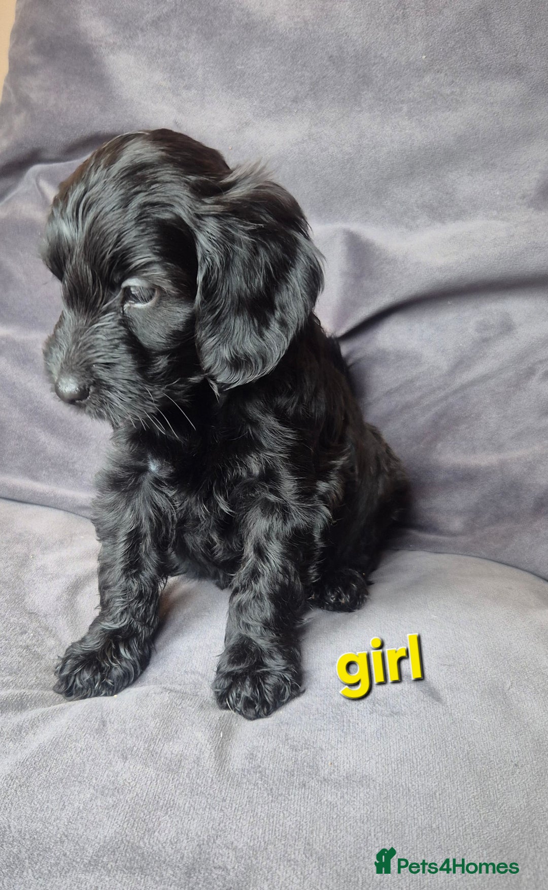 Cockapoo dogs for sale: F1b Cockapoo - ready this weekend - Image 20