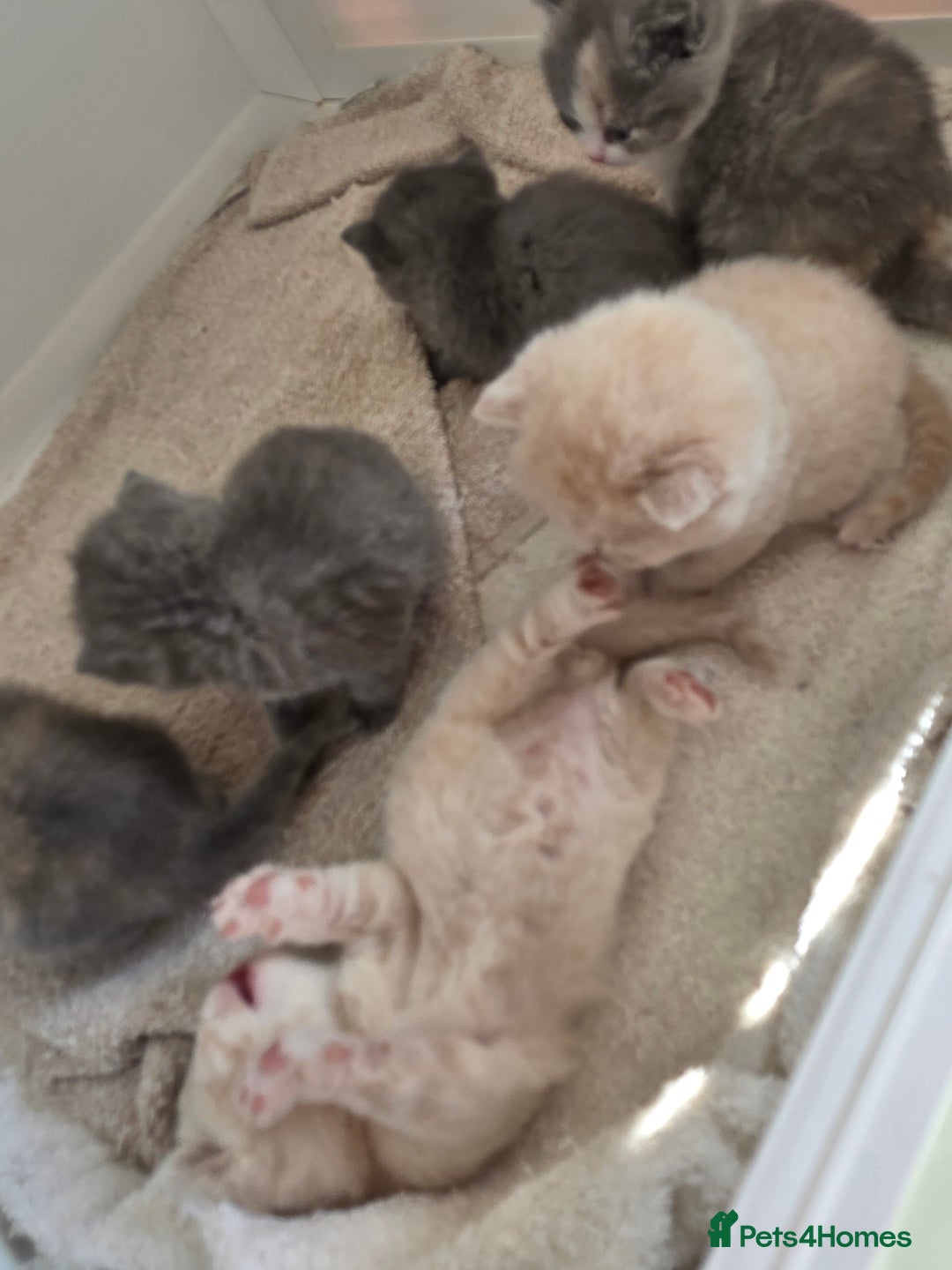 British Shorthair cats for sale: British Shorthairs Stunning Litter - Image 1