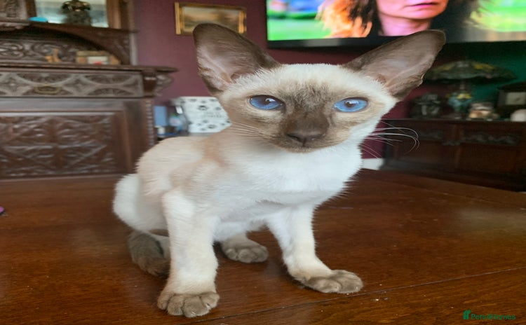 Siamese cats - Advert 2