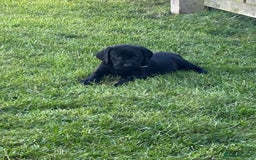 Labrador Retriever dogs for sale: KC reg labs- working bloodline  in Lanark - Image 20