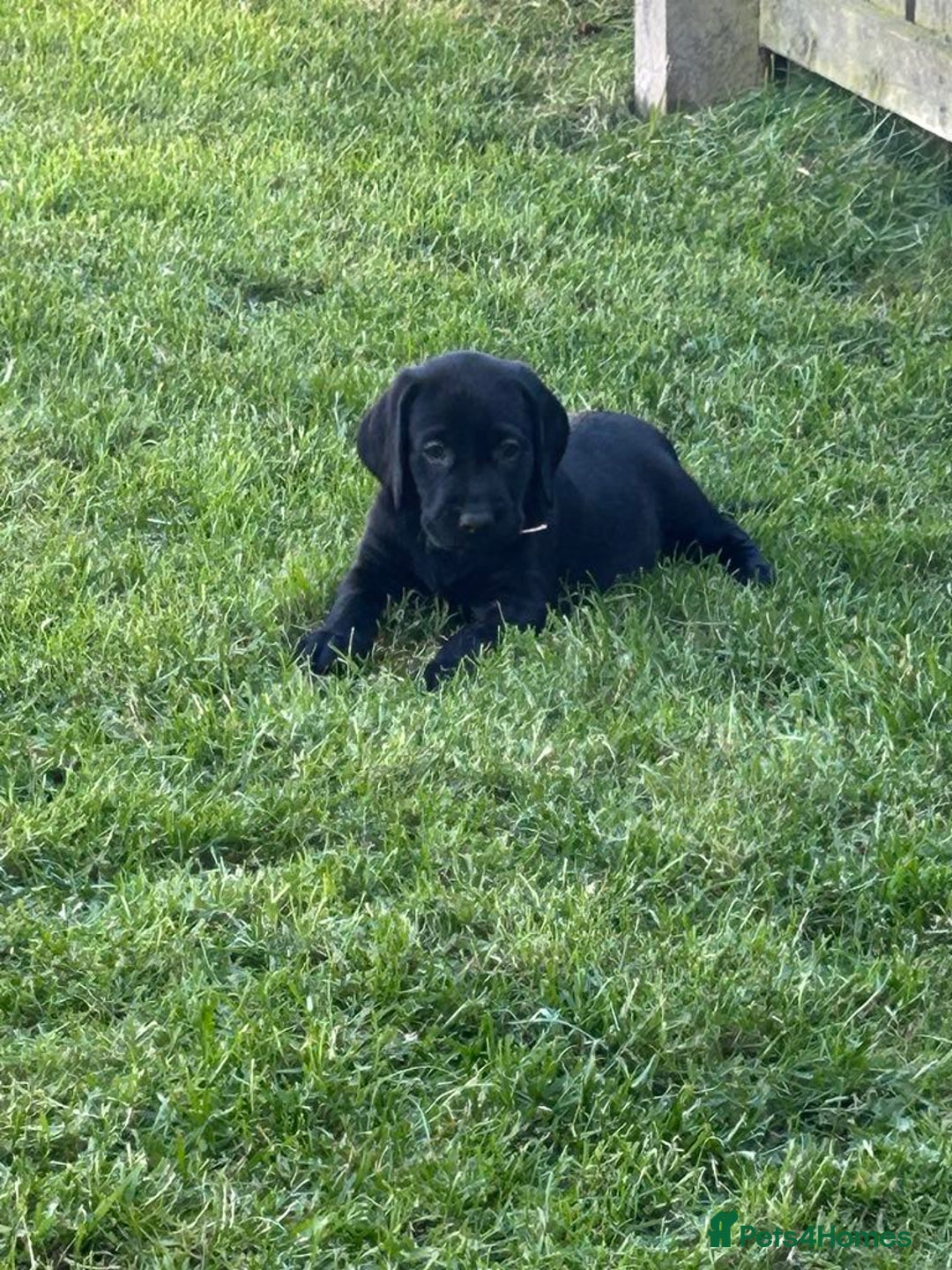 Labrador Retriever dogs for sale: KC reg labs- working bloodline  in Lanark - Image 20