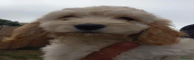 Cockapoo 2
