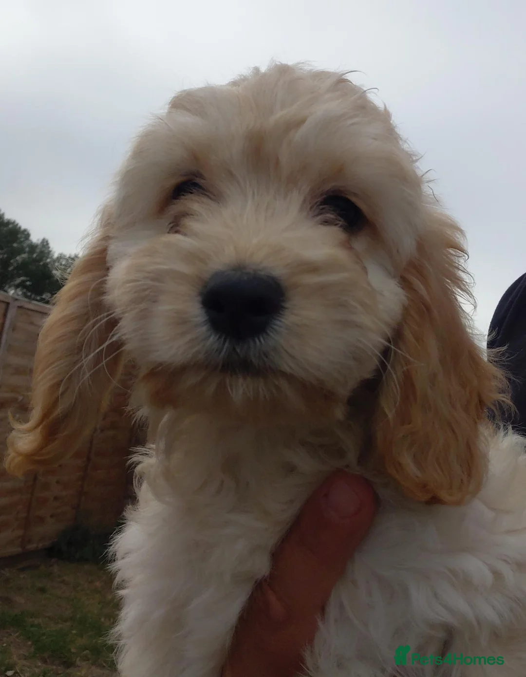 Cockapoo dogs for sale: Beautiful Cockapoo Puppies 2 Girls Available - Advert 17
