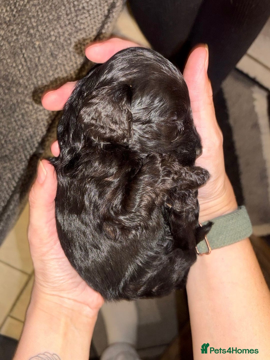 Cockapoo dogs for sale: F1bb mini cockapoo puppies  - Image 10
