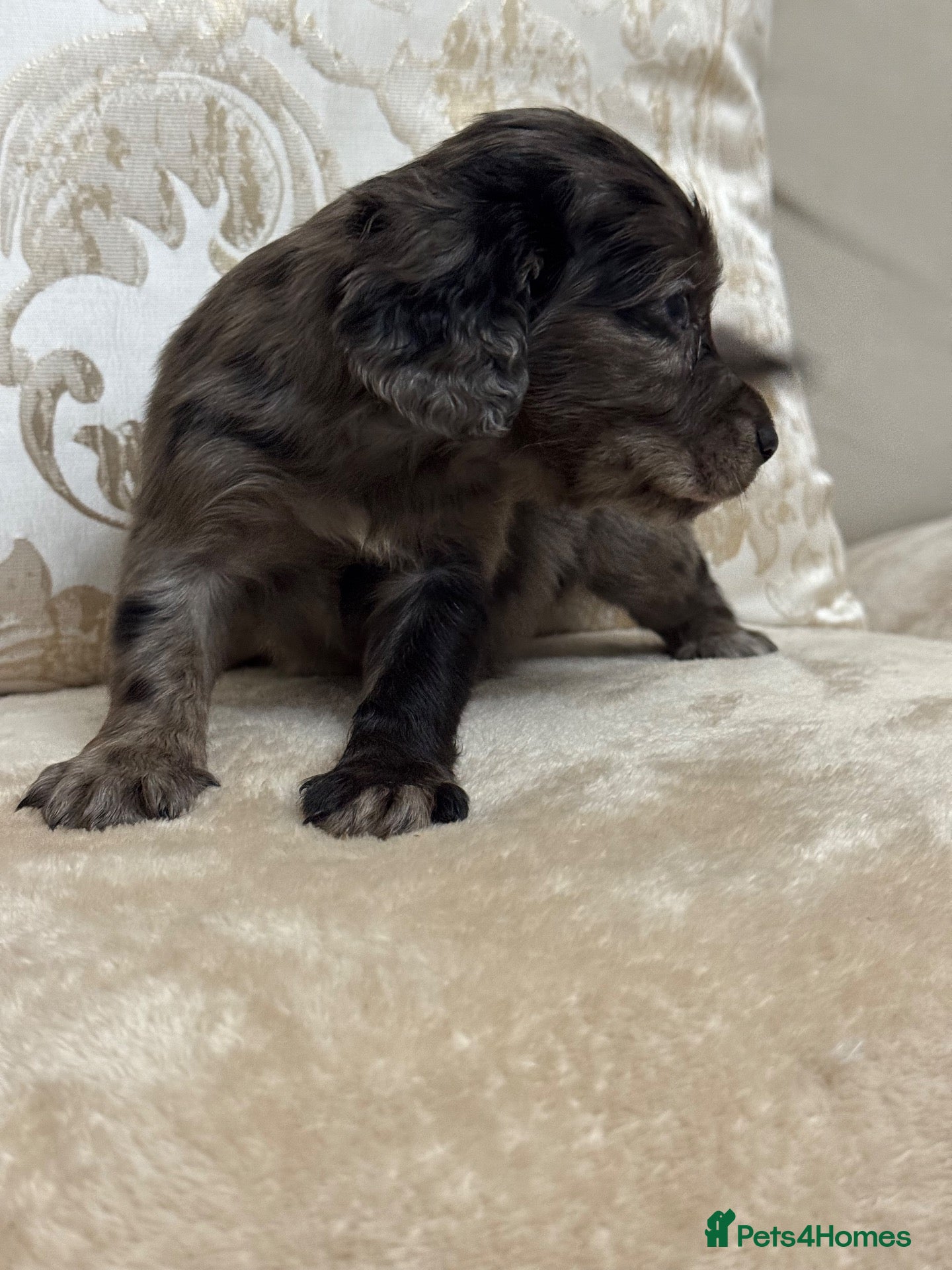Cocker Spaniel dogs Working cocker spaniel puppies - Advert 2