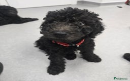 Goldendoodle dogs for sale: Ready Now ! F1B Standard Goldendoodle!  - Image 1