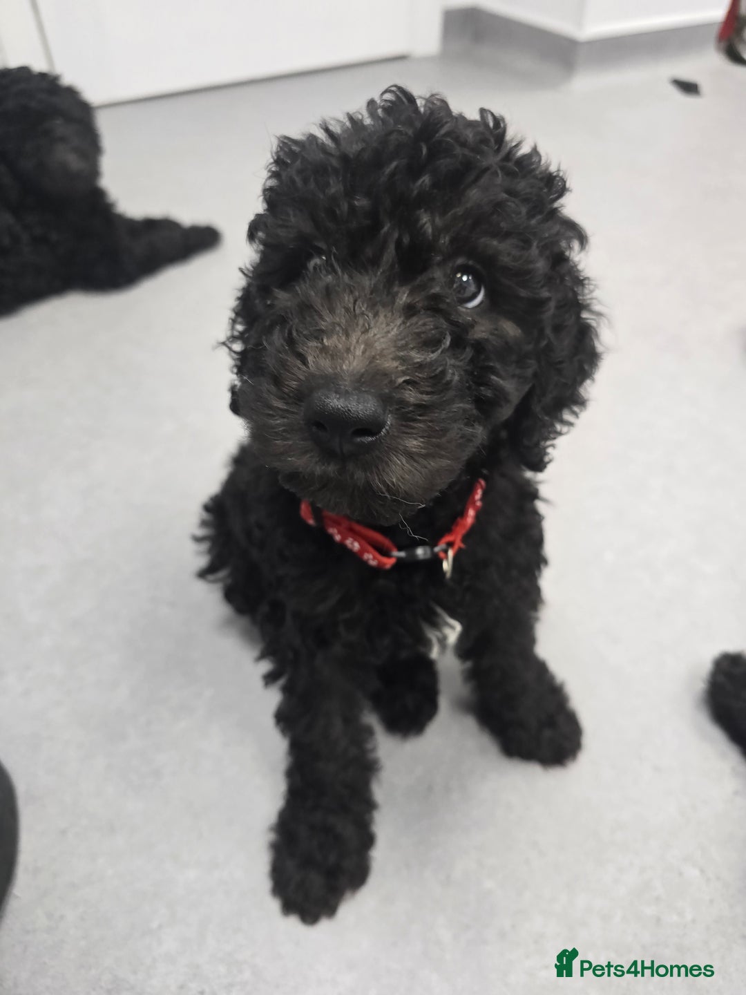 Goldendoodle dogs for sale: Ready Now ! F1B Standard Goldendoodle!  - Image 1