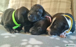 Italian Greyhound dogs for sale: Italian greyhounds - Image 5