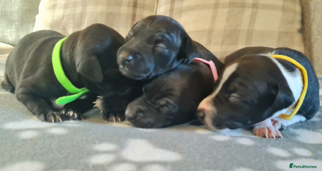 Italian Greyhound dogs for sale: Italian greyhounds - Image 5