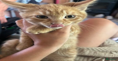 Mixed Breed cats - Advert 15