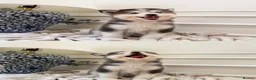 Pomsky dogs for sale: Blue Eyed Pomsky Girl in London *available* - Advert 3
