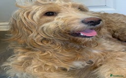 Double Doodle dogs for sale: Double doodles - Image 14