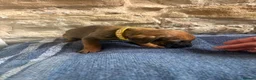 Rhodesian Ridgeback dogs for sale: RHODESIAN RIDGEBACKS KC  - Advert 10