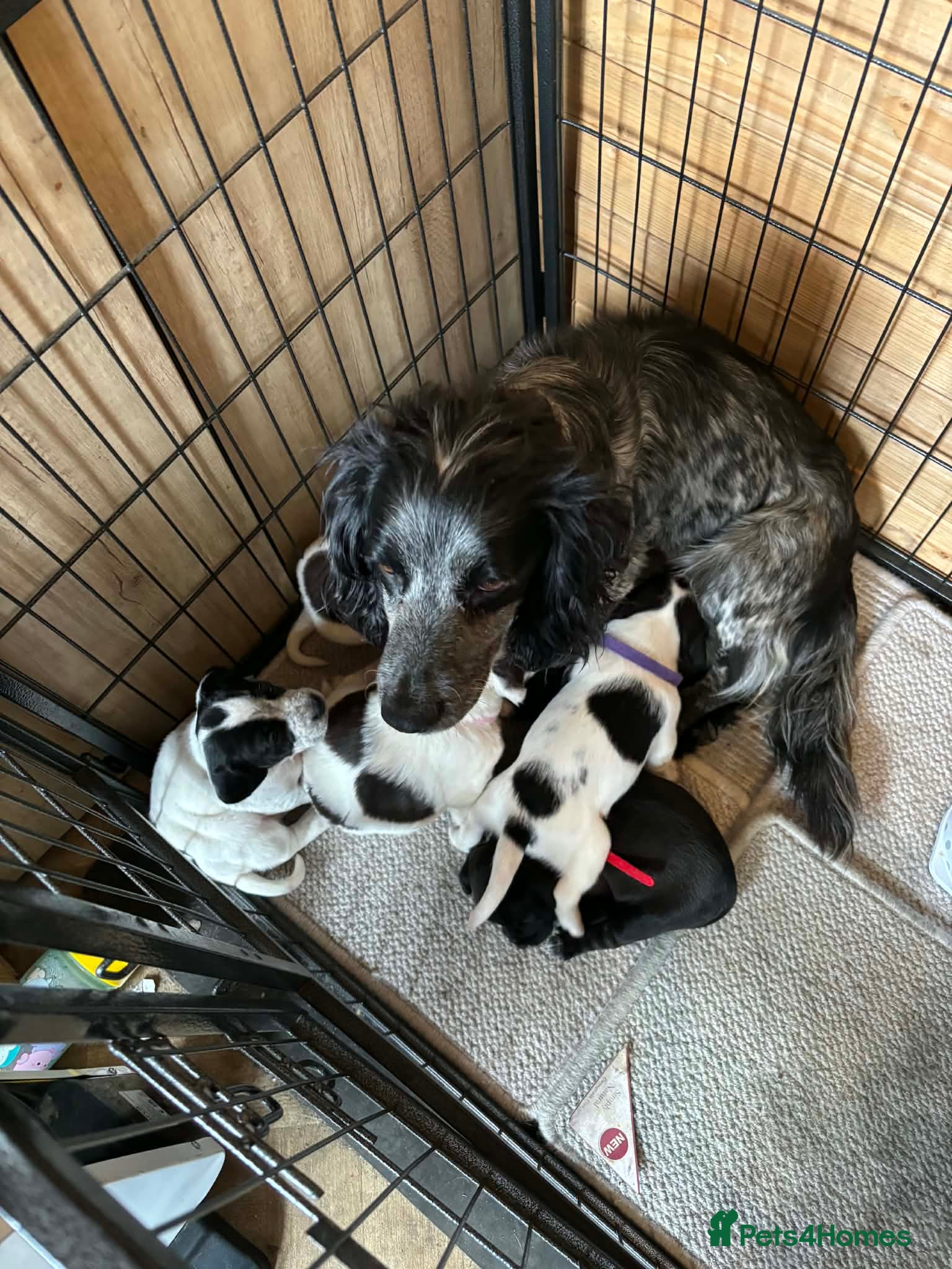 Cocker Spaniel dogs Cocker spaniel puppy for sale  - Advert 1