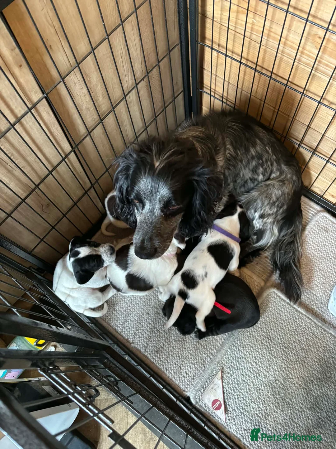 Cocker Spaniel dogs for sale: Cocker spaniel puppy for sale  in Sittingbourne - Advert 1