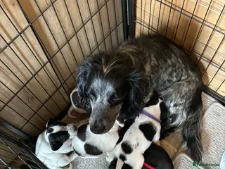 Cocker Spaniel dogs Cocker spaniel puppy for sale - Advert 1