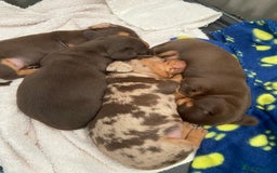 Miniature Dachshund dogs for sale: Miniature Dachshunds - Image 10