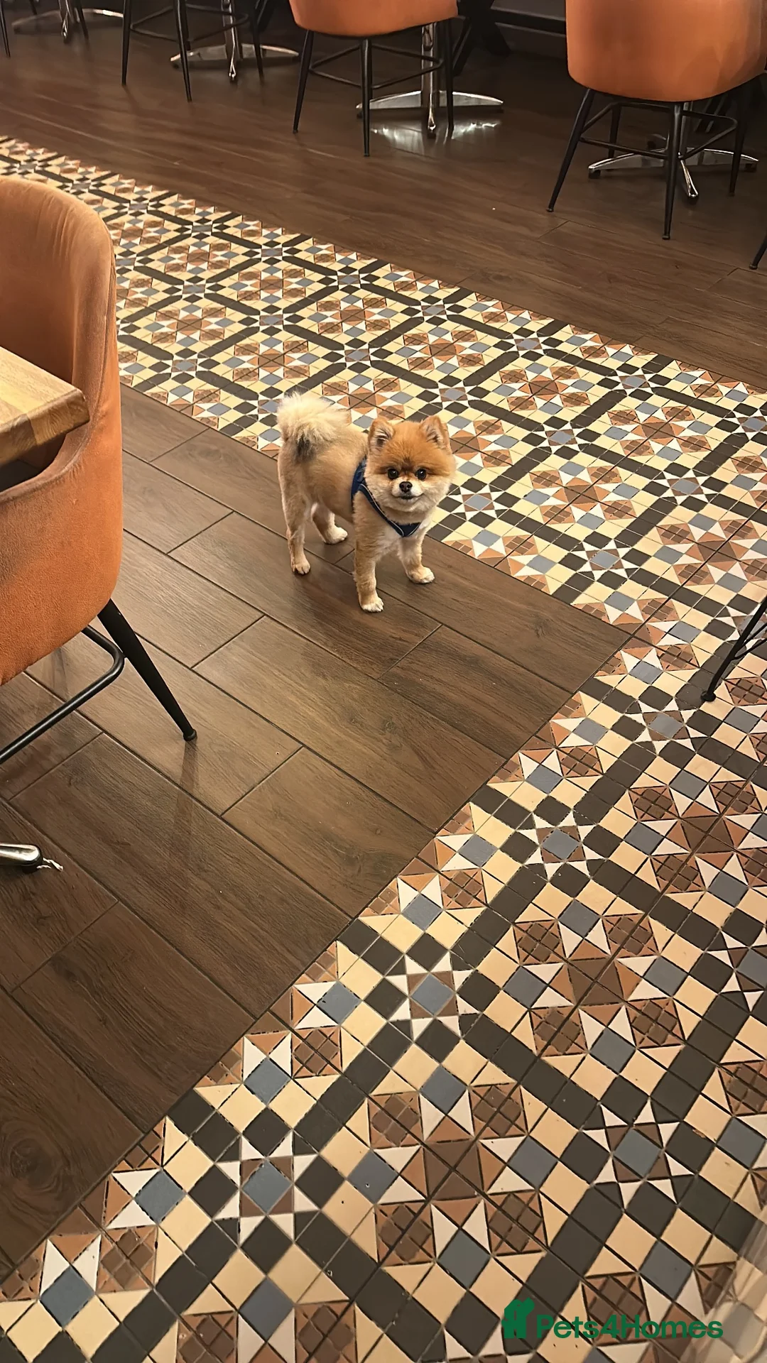 Pomeranian dogs for sale: Pomerenian in Westerham - Advert 5