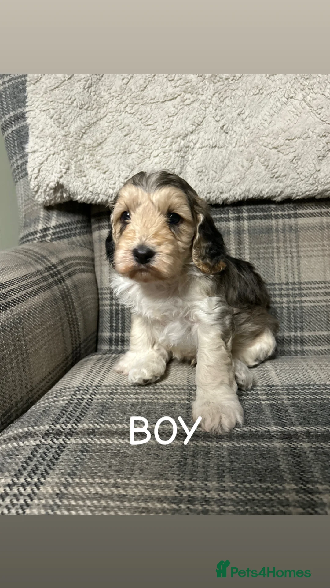 Cockapoo dogs for sale: F2 Cockapoos  - Advert 2