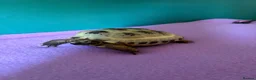 Tortoise reptiles for sale: 2 Horsefield Tortoises - Advert 9