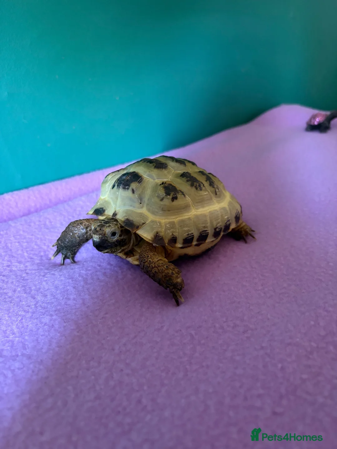Tortoise reptiles for sale: 2 Horsefield Tortoises - Advert 9