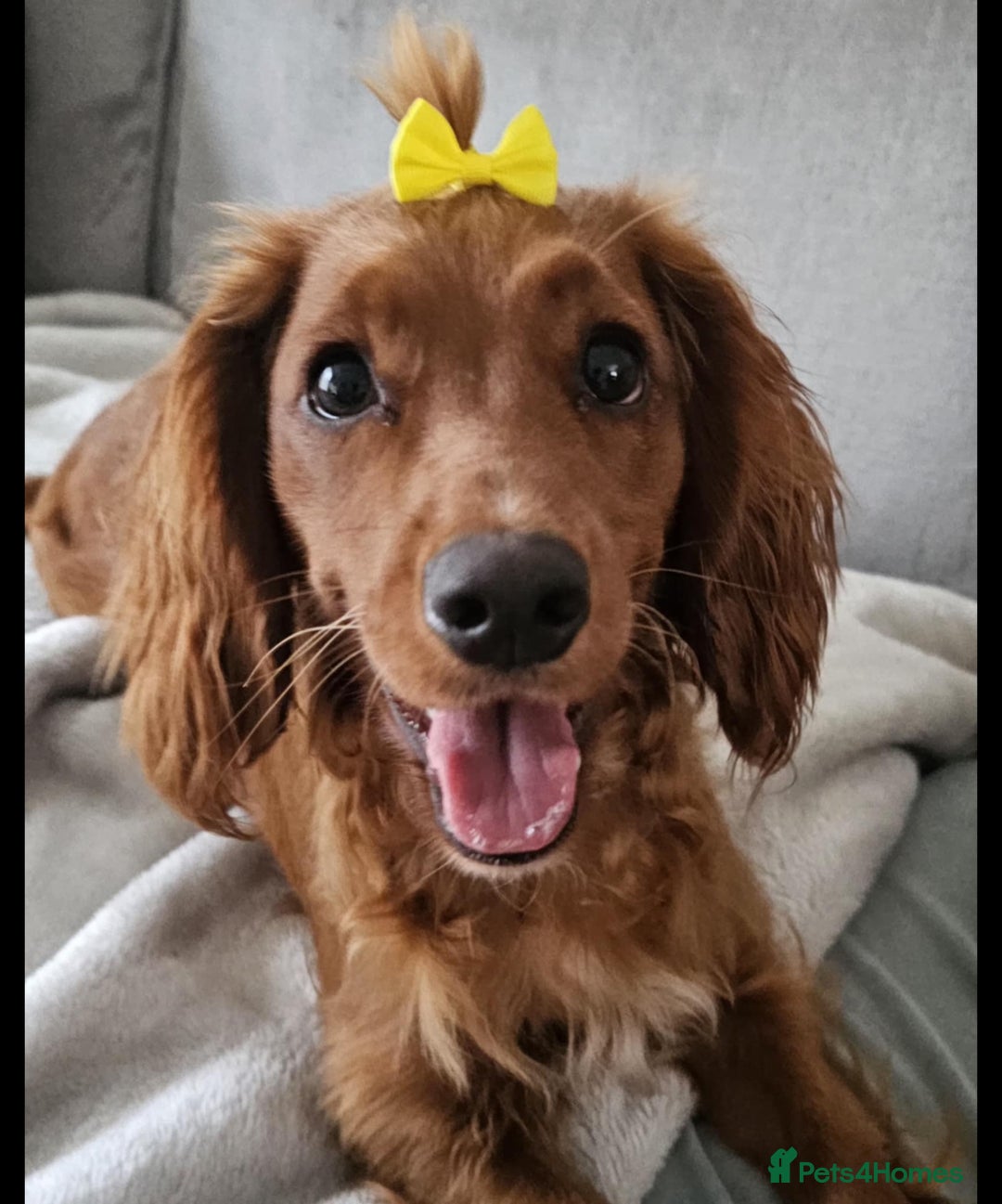 Cocker Spaniel dogs for sale: 5 stunning Cocker Spaniel puppies for sale.  - Advert 27