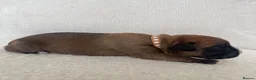 Boxer dogs for sale: KC Registered Boxer Puppies – Ready to Reserve - Advert 22