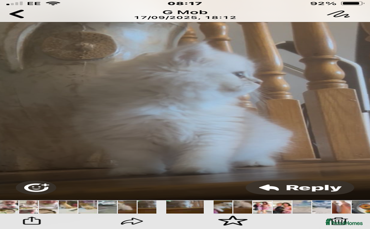 Persian cats - Advert 5
