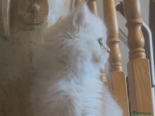 Persian cats - Advert 26