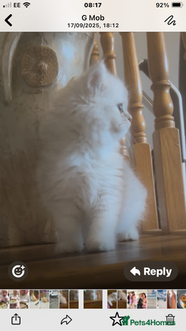 Persian cats - Advert 8