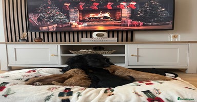 Cockapoo dogs - Advert 1