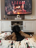 Cockapoo dogs - Advert 1