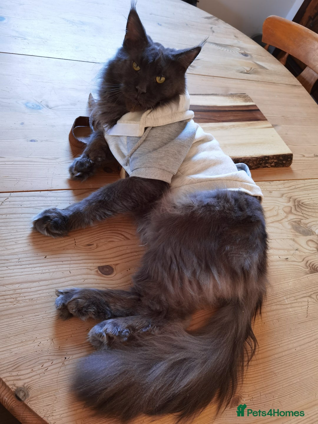 Maine Coon cats for sale: Four beautiful Maine Coon kittens-two girls left - Image 12