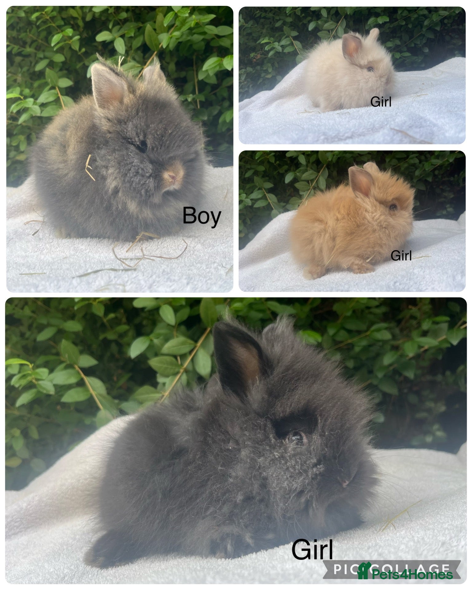 Lionhead rabbits Mini double maned lionheads £65-75 - Advert 1