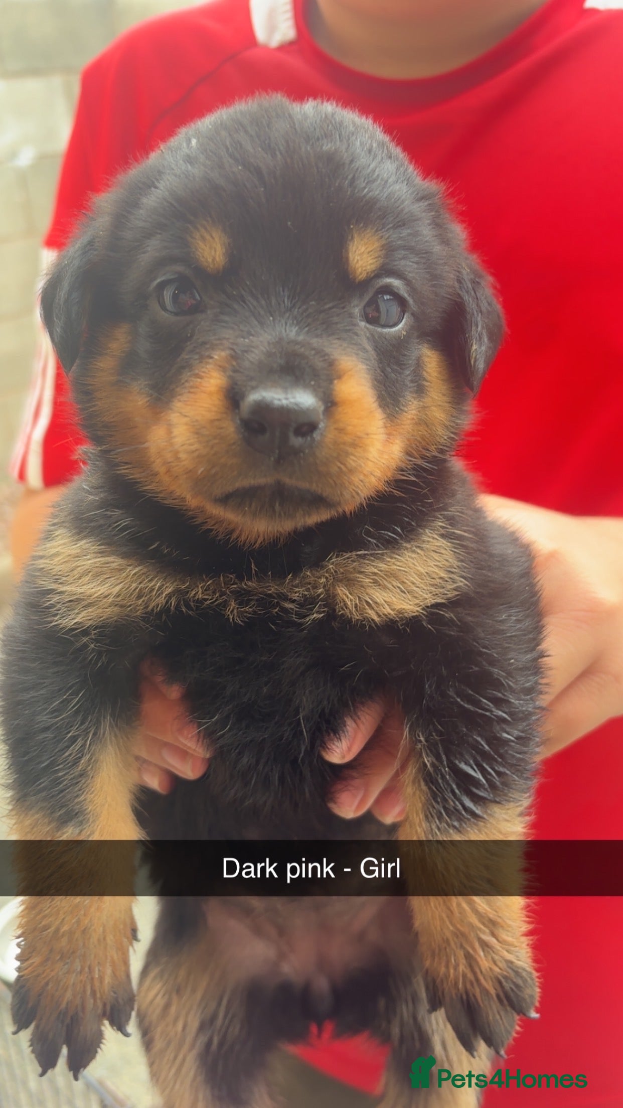 Rottweiler dogs BEAUTIFUL ROTTWEILER PUPPIES - Advert 2