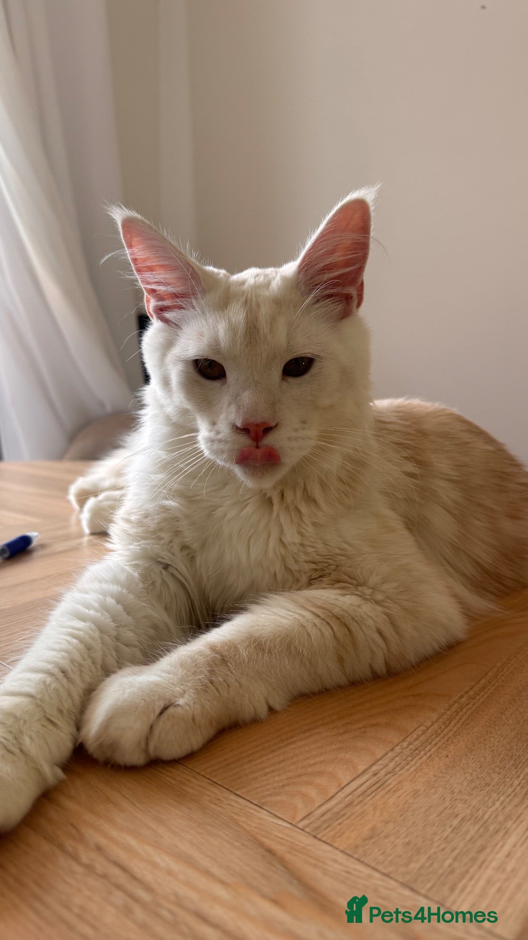 Maine Coon cats XL pedigree mainecoon - Advert 10