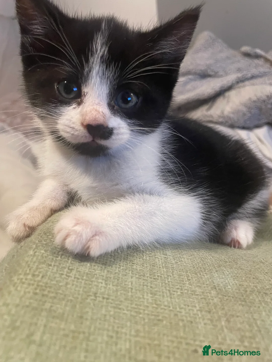 Mixed Breed cats for sale: Stunning Mix Thai “Khao manee” kittens  - Advert 2