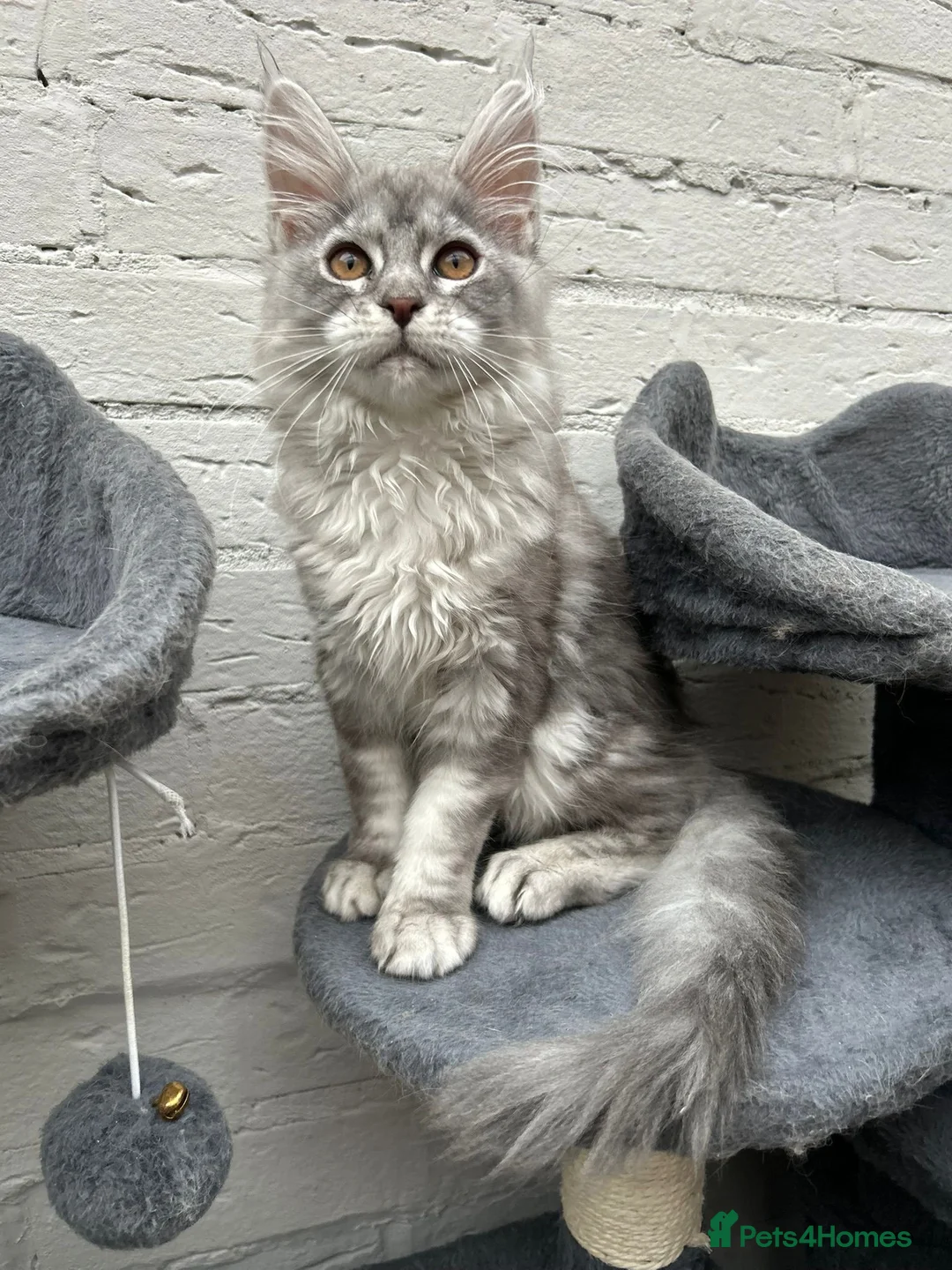 Maine Coon cats for stud: TICA ACTIVE MAINE COON STUD - Advert 13