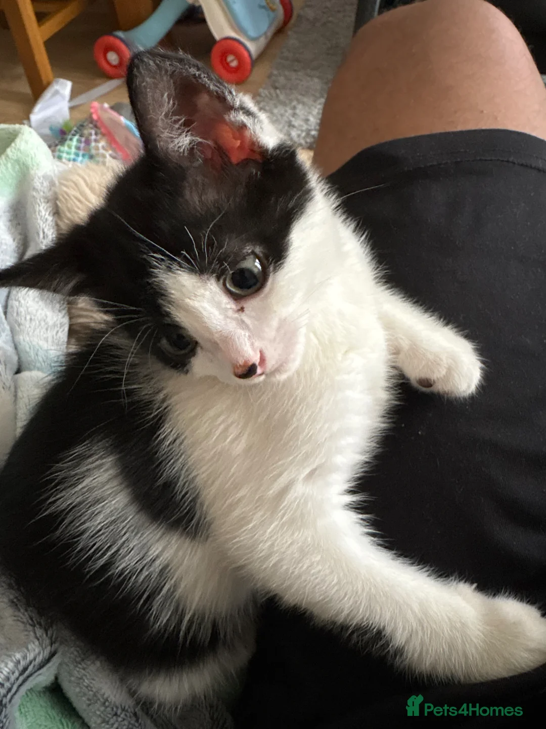 British Shorthair cats for sale: Adorable 8 week old female kitten  - Advert 1