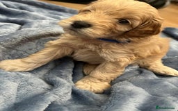 Cockapoo dogs for sale: Beautiful litter of cockapoos - Image 2