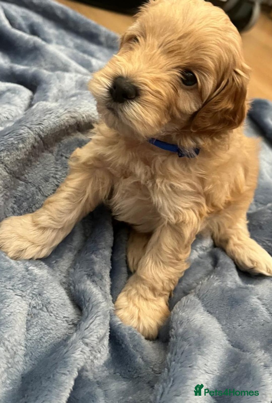 Cockapoo dogs for sale: Beautiful litter of cockapoos - Image 2